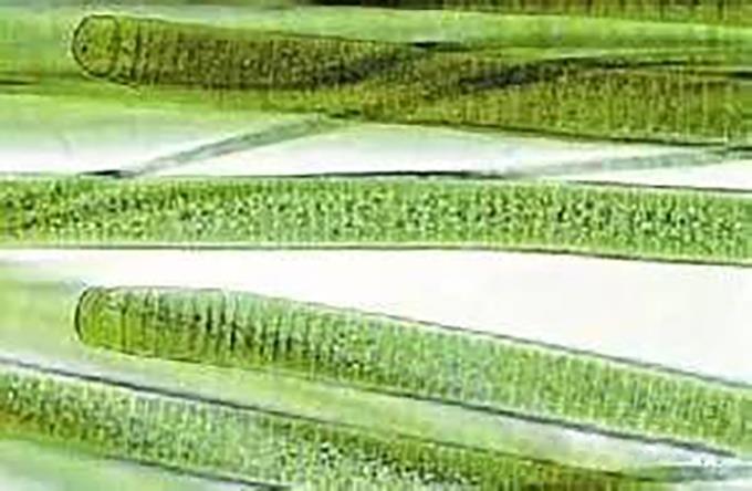 1、颤藻 没有胶质鞘或有极薄胶质鞘；以段殖体进行繁殖。