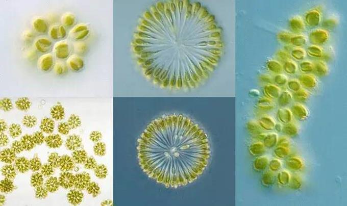 4、黄群藻 黄色，色素体两个，片状周生，位于细胞两侧。后端有大白素，群居。