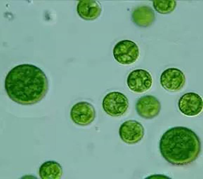 9、小球藻 单细胞，小型，细胞直径2~12μm。可聚集成群。周生色素体一个，杯状或片状。
