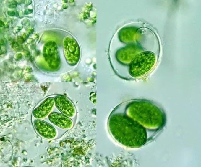 15、卵囊藻 植物体多为群体，细胞常由2、4、8或16个细胞组成，包被于胶被或残存的母细胞壁内。