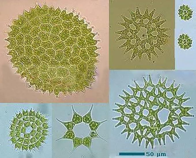 18、盘星藻 单层的盘状或放射状群体，群体内部细胞为多角形，无突起。边缘细胞具1、2或4个突起。